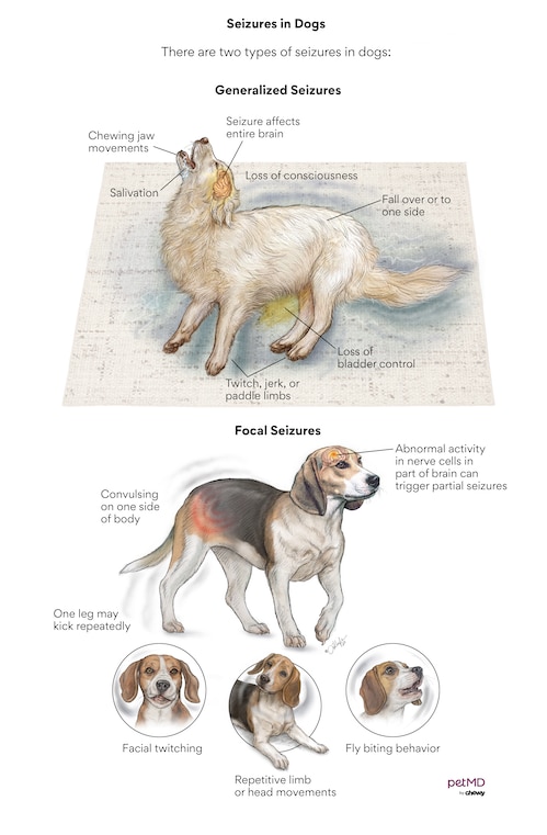 seizures in dogs; a diagram showing the different types of seizures in dogs.